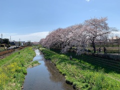 野川遊歩道の桜並木。ここを子ども達と散策しました。