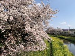 今年も野川の川沿いに咲く桜を皆で見に行きました。